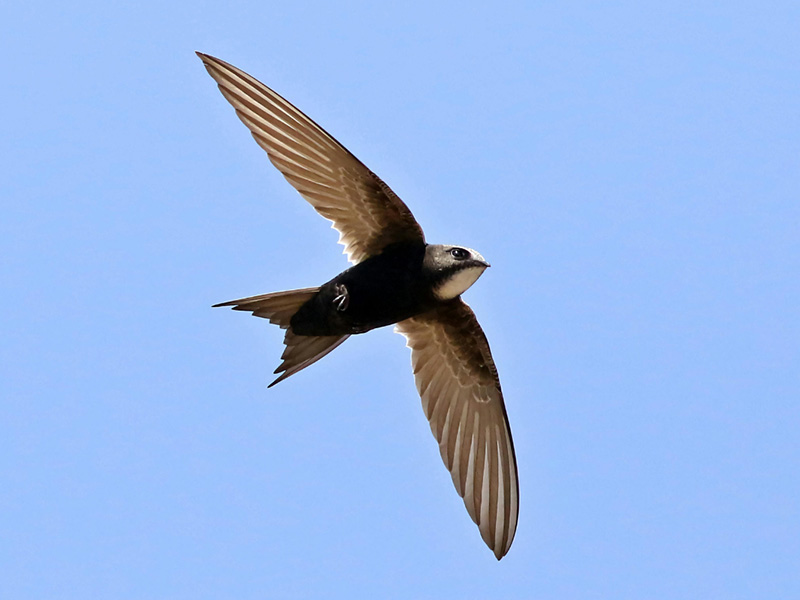 A swift flying with wings outstretched against a bright blue sky