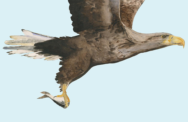 A watercolour painting of a white-tailed eagle in flight, carrying a fish in its talons