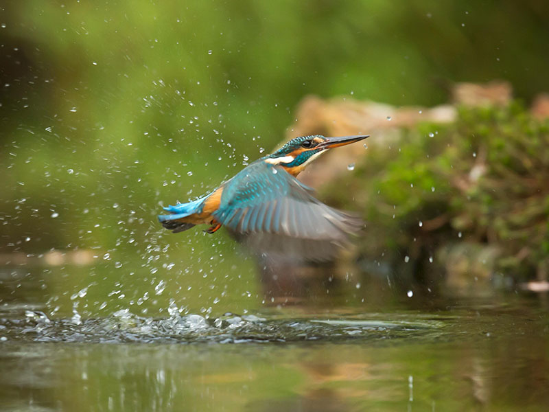 A kingfisher mid-flight as it rises from a water-splash; its wings are blurred