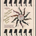 A poster advertising different types of tights