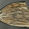 A view looking top down on a book showing the pages stuffed with paper clips and cuttings