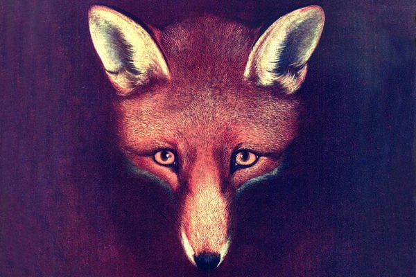 An illustration of a red fox on a burgundy background