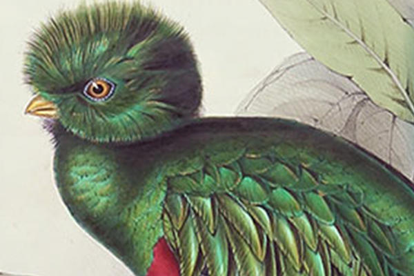Detail of an exotic green bird from a lavishly illustrated natural history book
