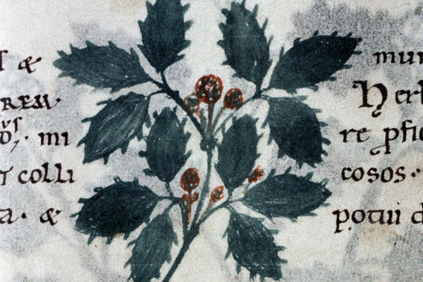 An illustration of a plant with red berries from the Herbarium
