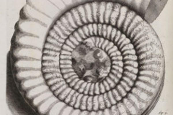 Black-and-white drawing of an ammonite