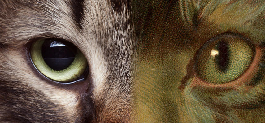 Two cat eyes look out